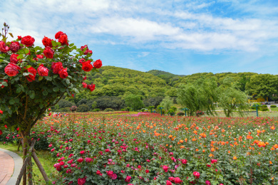 无锡龙寺生态园月季花开