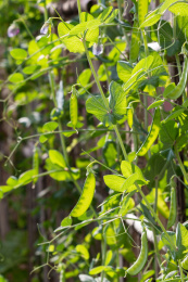 结满果实的雪豆