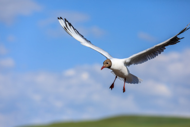 空中飞翔的黑头海鸥