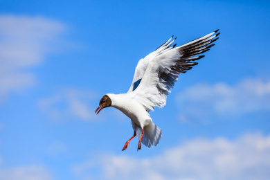 一只在空中飞翔的黑头海鸥