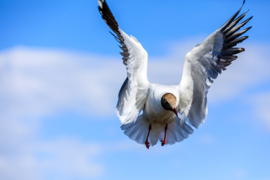 一只在空中飞翔的黑头海鸥