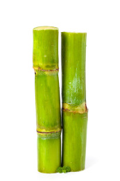 白底上的陶山青皮甘蔗