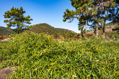 苏州天平山秋色景观