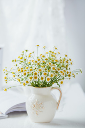 白色背景一把小清新洋甘菊鲜花