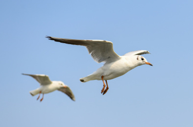 无锡鼋头渚太湖红嘴鸥
