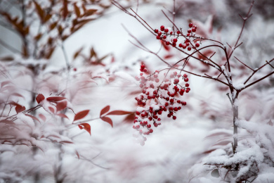 冰雪下的南天竹