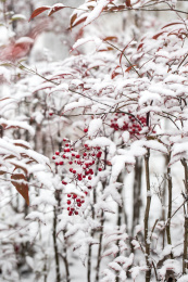 冰雪下的南天竹