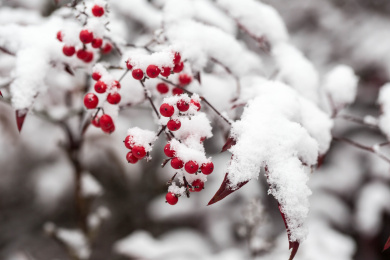 冰雪下的南天竹