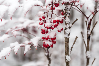 冰雪下的南天竹