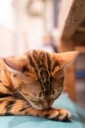 舔舐梳理毛发的宠物猫