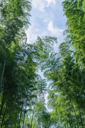晴天蓝天白云下茂密的竹林