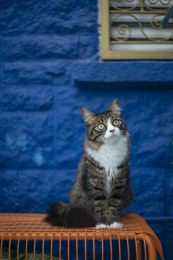 一只长毛狸花猫站在蓝色背景墙前面
