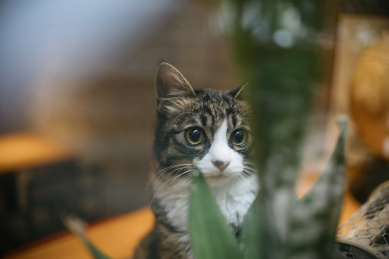长毛狸花猫