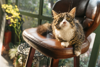 长毛狸花猫