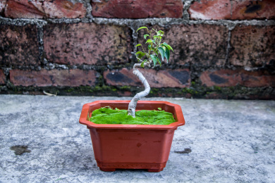 智慧树菩提榕