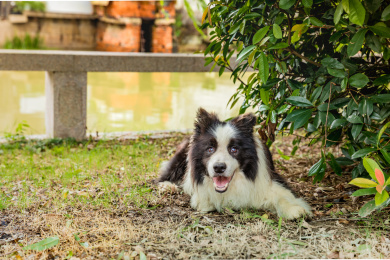 一只黑白相间的牧羊犬趴在树荫下