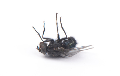 白底上一只死掉的苍蝇