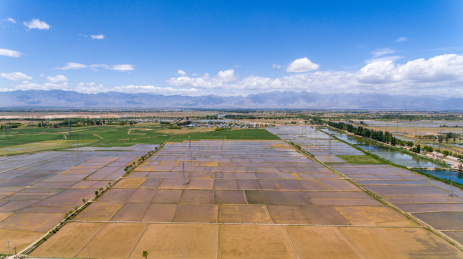贺兰山下宁夏平原稻田风光