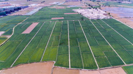 贺兰山下宁夏平原稻田风光