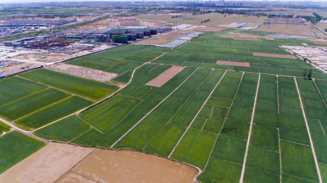 贺兰山下宁夏平原稻田风光