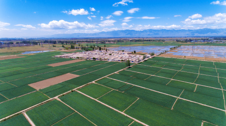 贺兰山下宁夏平原稻田风光