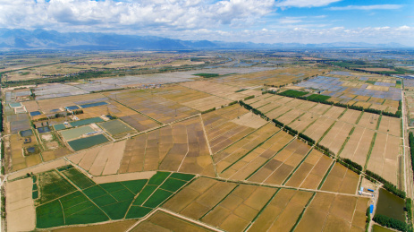 贺兰山下宁夏平原稻田风光