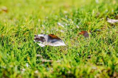 绿草地上的枯黄落叶