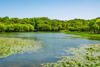 中国浙江杭州西湖茅家埠湖景湖畔树林