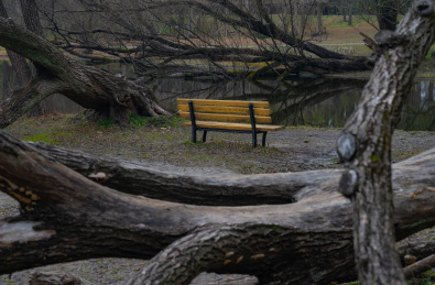 中国上海共青国家森林公园水边长椅枯树