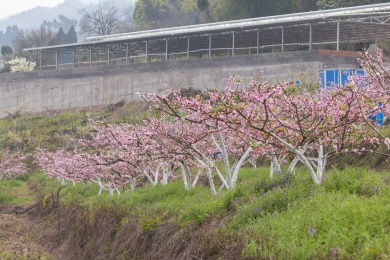昭通绥江南岸向家坝库区桃花