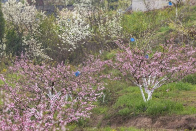 昭通绥江南岸向家坝库区桃花