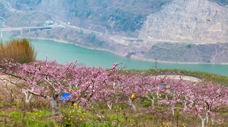 四川宜宾屏山向家坝库区