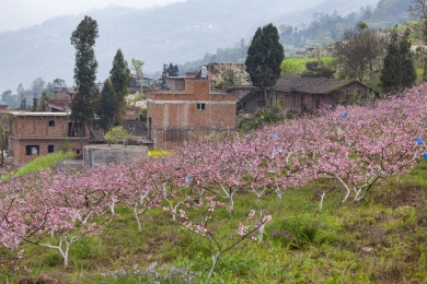 昭通绥江南岸向家坝库区桃花