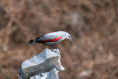 石头上的红翅旋壁雀