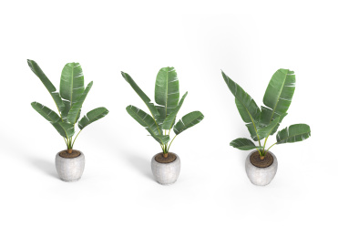 多角度棕榈盆栽白底图