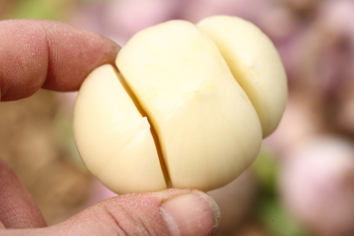 手里拿着三丫蒜 紫皮三丫蒜