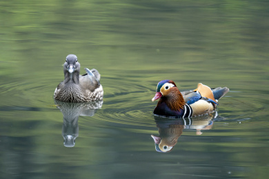 一对雁形目鸭科鸳鸯属鸳鸯