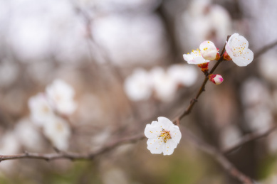 春天盛开的杏花特写画面