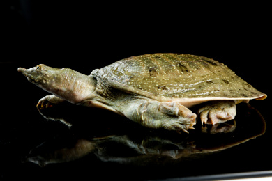 木板上放着大甲鱼