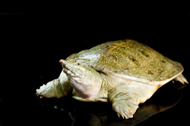 木板上放着大甲鱼