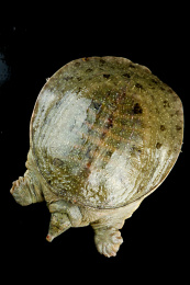 木板上放着大甲鱼