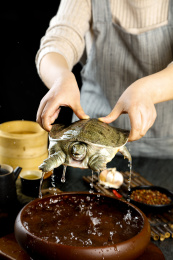 盆子里装着中华鳖