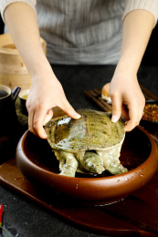 盆子里装着中华鳖