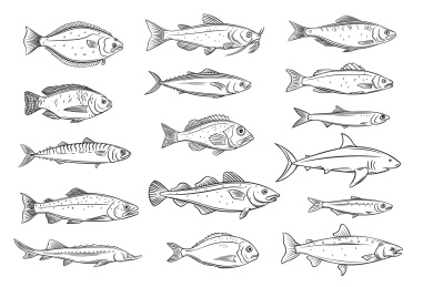 黑白手绘鱼种插图