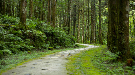 高山湖泊明池山庄的森林步道