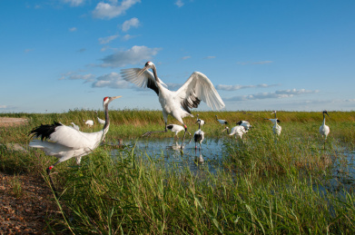 中国黑龙江扎龙国家级丹顶鹤自然保区