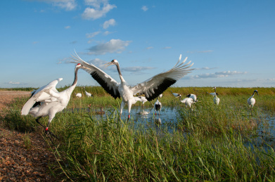中国黑龙江扎龙国家级丹顶鹤自然保区