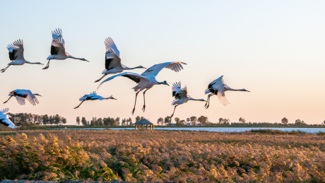 中国黑龙江扎龙国家级丹顶鹤自然保区