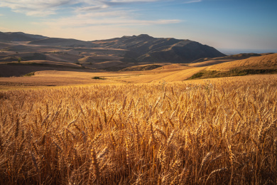 中国新疆奇台县秋收风光