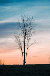 橙色夕阳下一棵秃树的剪影